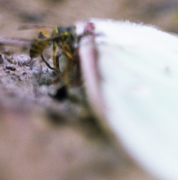 Red River, Luna Moth